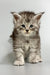 Adorable blue smoke tabby Maine Coon kitten with fluffy fur and big eyes