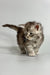 Fluffy gray Maine Coon kitten with a curious look on a plain surface