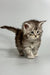 Fluffy blue smoke tabby Maine Coon kitten standing on a plain surface