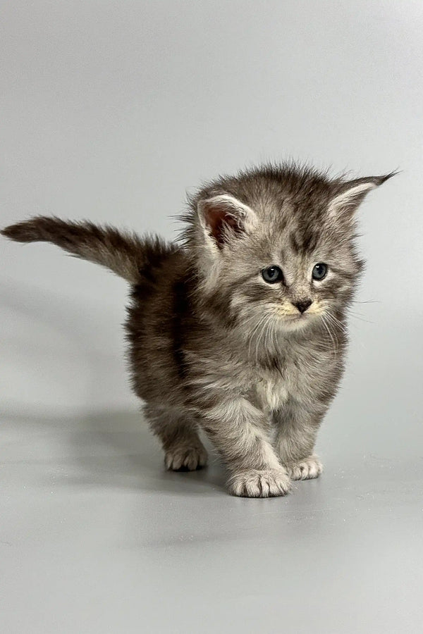 Fluffy blue smoke tabby Maine Coon kitten standing on a plain surface