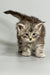 Fluffy blue smoke tabby Maine Coon kitten with wide eyes and perked ears