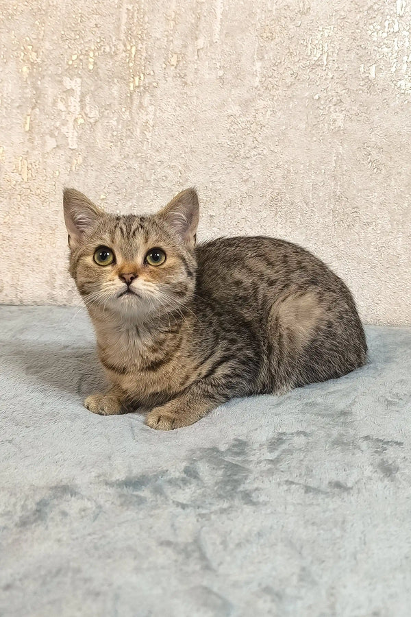 Tabby cat with round yellow eyes lounging, perfect for Amira the Scottish Straight Kitten