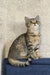 Tabby cat with striped fur sitting on blue surface for Amira Scottish Straight Kitten