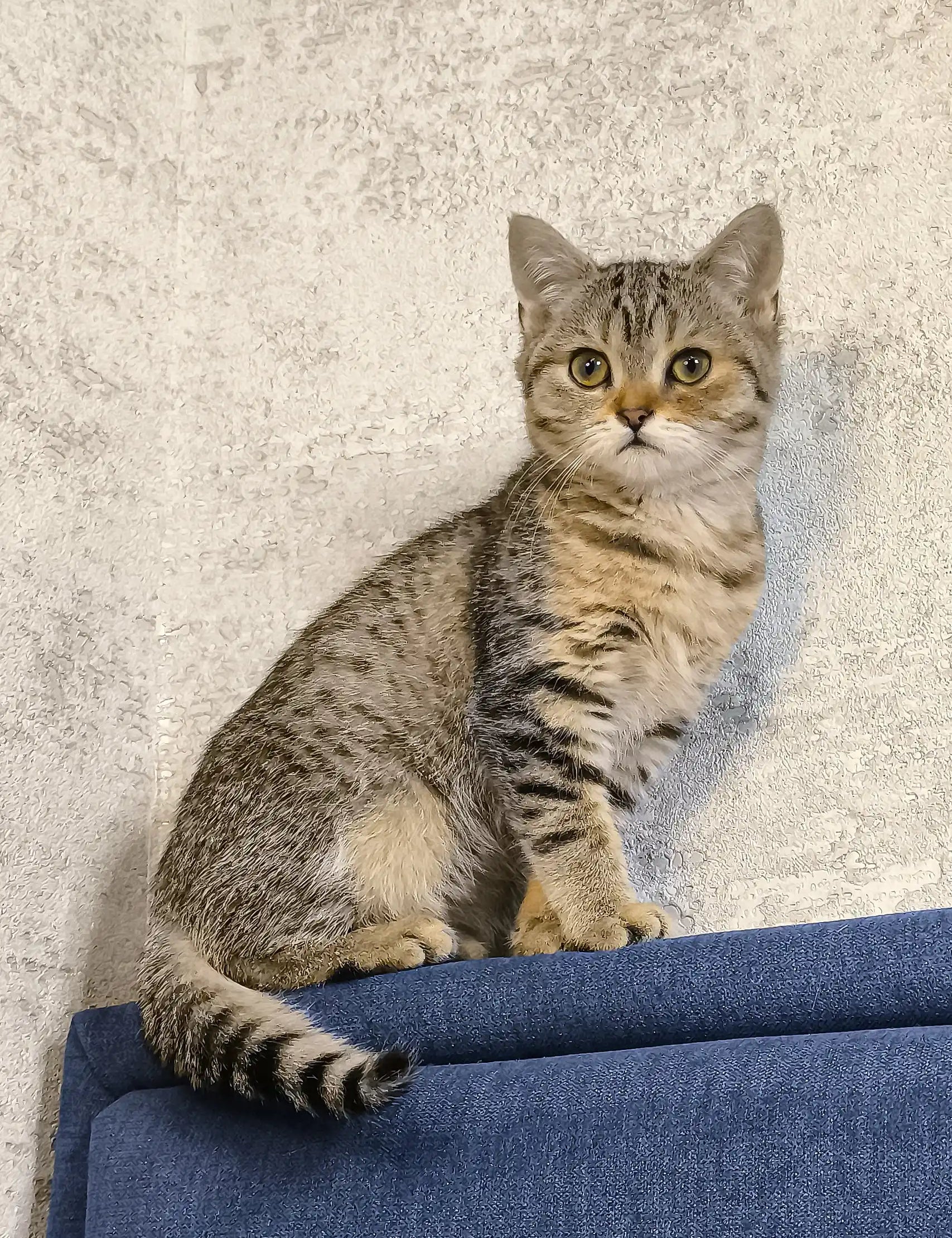 Tabby cat with stripes lounging on a blue surface for Amira the Scottish Straight Kitten