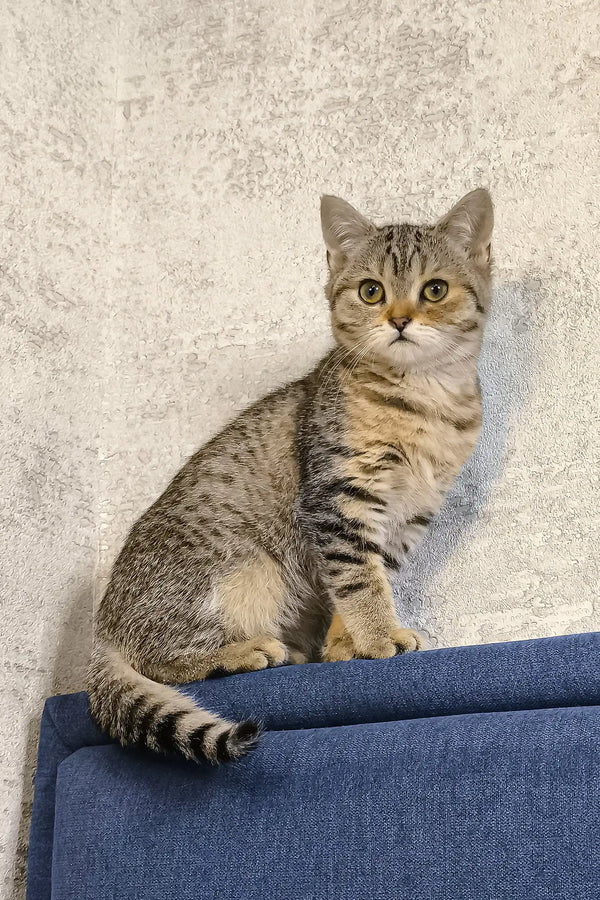 Tabby cat with stripes lounging on a blue surface for Amira the Scottish Straight Kitten