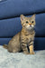 Tabby cat with stripes and bright yellow eyes, upright in Amira | Scottish Straight Kitten