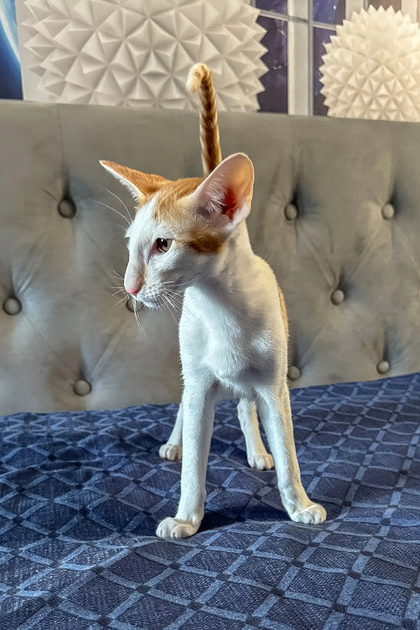 Amoruccio | oriental shorthair kitten
