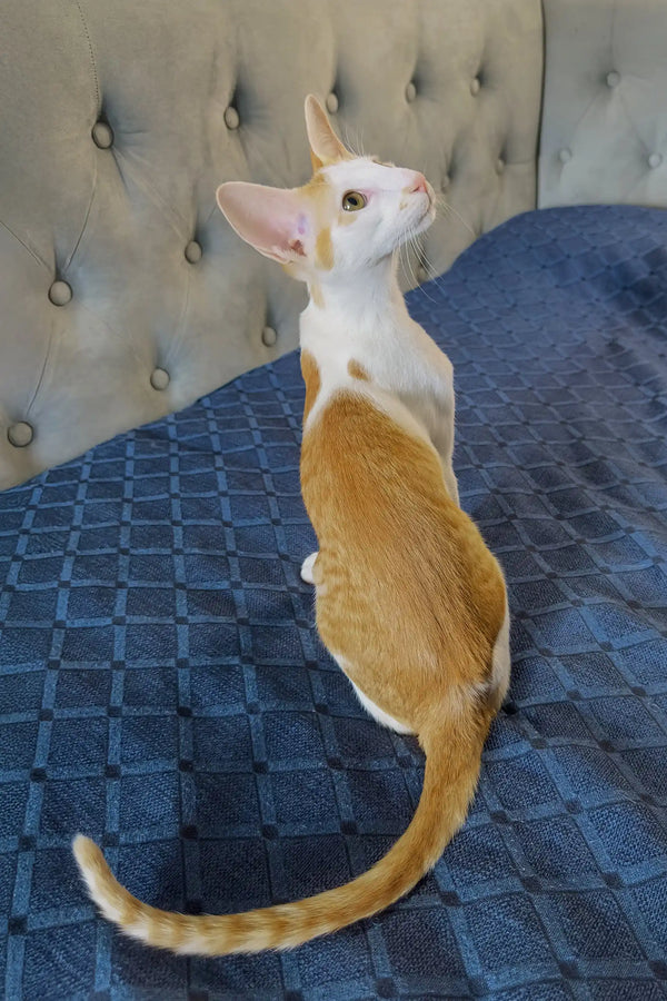 Amoruccio | oriental shorthair kitten