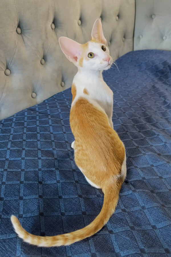 Amoruccio | oriental shorthair kitten