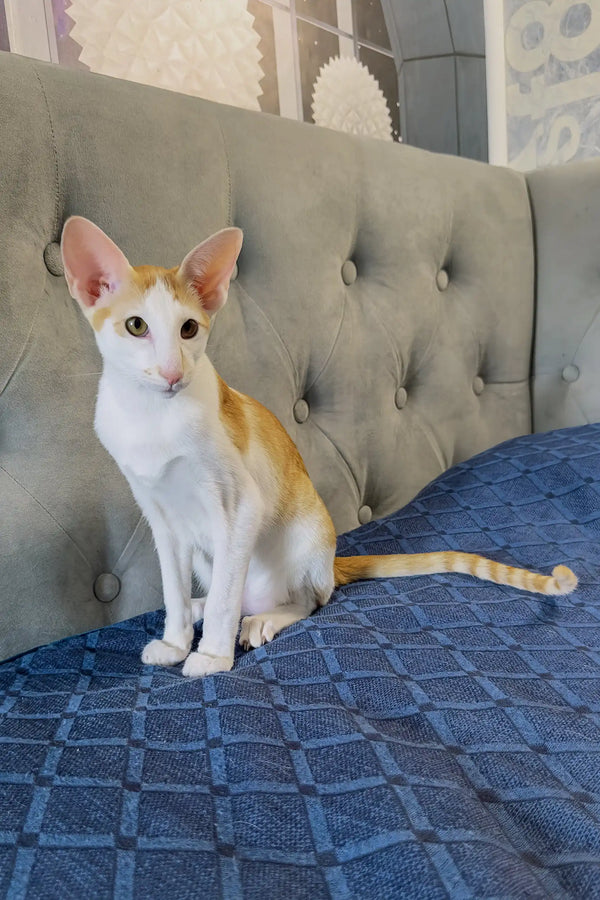Amoruccio | oriental shorthair kitten