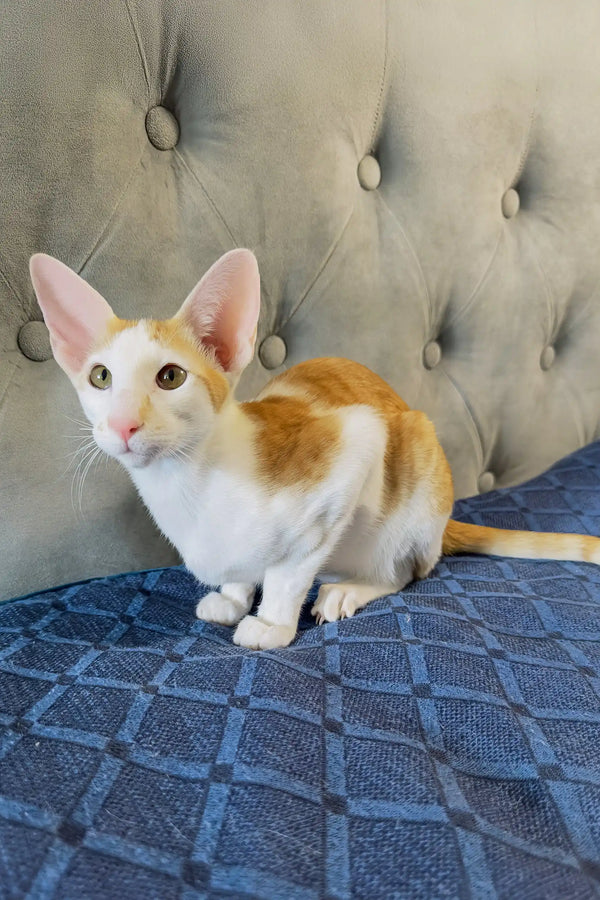 Amoruccio | oriental shorthair kitten