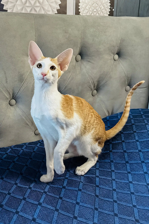 Amoruccio | oriental shorthair kitten