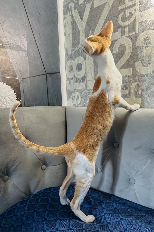 Amoruccio | oriental shorthair kitten