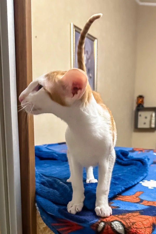 Amoruccio | oriental shorthair kitten