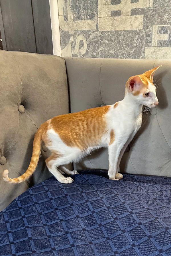 Amoruccio | oriental shorthair kitten