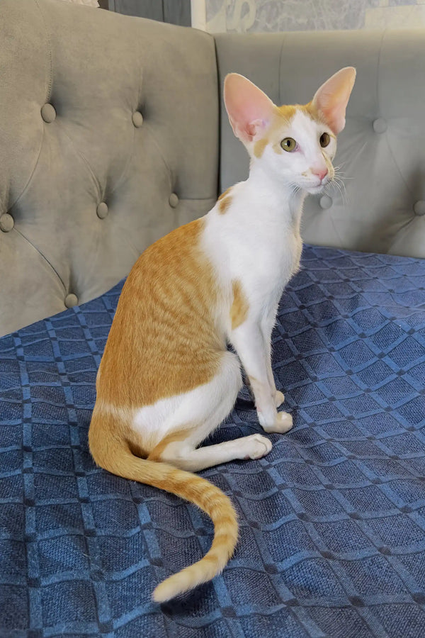 Amoruccio | oriental shorthair kitten