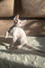 Adorable Hairless Cornish Rex Kitten with Pink Nose for Amper Product Display