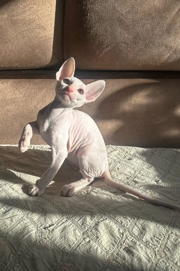 Adorable Hairless Cornish Rex Kitten with Pink Nose for Amper Product Display