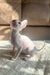 Adorable Hairless Cornish Rex Kitten with large ears, perfect for cuddles and playtime