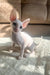 Hairless white Cornish Rex kitten named Amper with big ears, super cute and playful