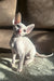 Hairless white Cornish Rex kitten with big ears from Amper collection