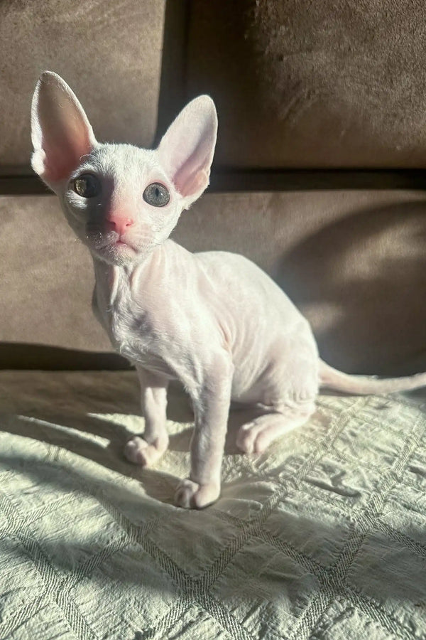 Adorable White Cornish Rex Kitten from Amper, perfect for cuddles and fun times