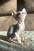 Hairless white Cornish Rex kitten with big ears, perfect for snuggles and play