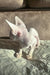 Hairless white Cornish Rex kitten in Amplitude product display