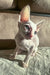 Pale Cornish Rex kitten from Amplitude showcasing its adorable features and playful vibe