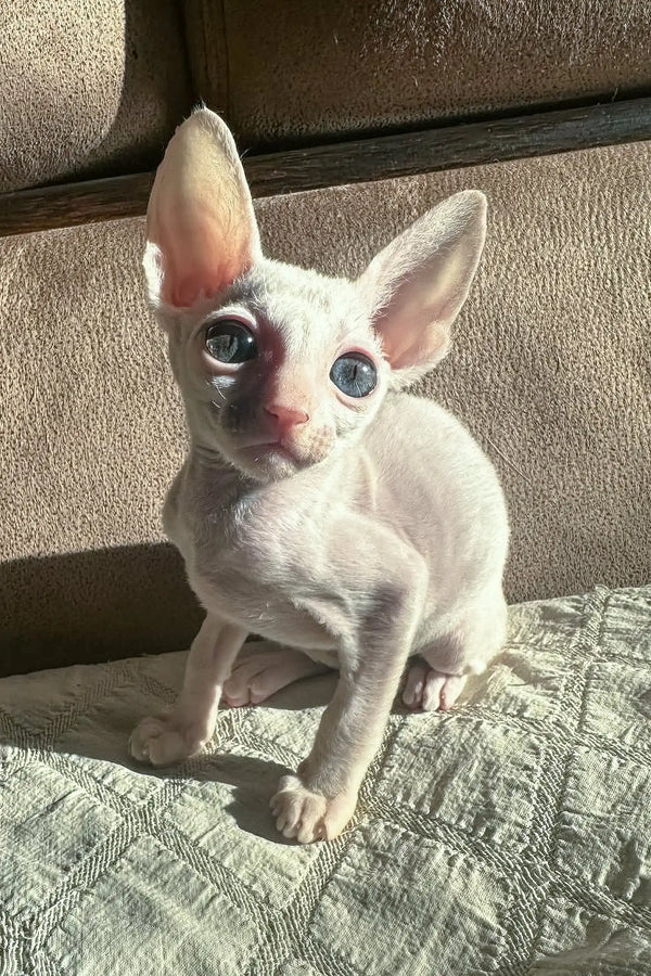 Cute Pale Cornish Rex kitten from Amplitude, perfect for pet lovers and cozy vibes