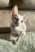 White Cornish Rex kitten from Amplitude, super cute and playful little furball