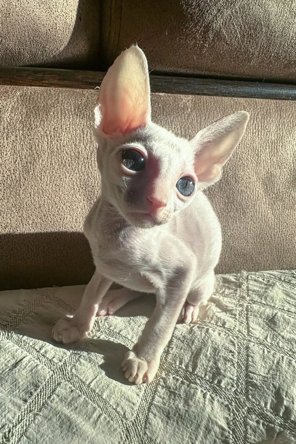 White Cornish Rex kitten from Amplitude, super cute and playful little furball