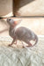 Cute hairless white Cornish Rex kitten named Amulet ready for cuddles