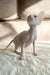 Cute Cornish Rex kitten with big ears, perfect for your Amulet collection