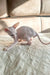 Adorable Cornish Rex kitten with big ears and no fur, ready to charm you!