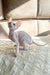 Cute Hairless Cornish Rex Kitten with Big Ears for the Amulet product