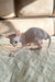 Cute hairless white kitten from Amulet, perfect Cornish Rex fur buddy