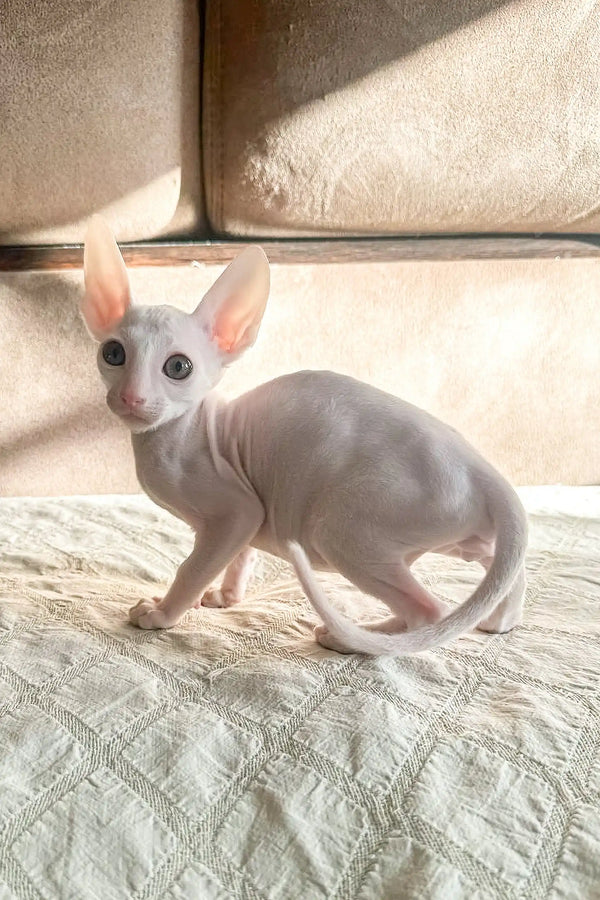 Adorable hairless Cornish Rex kitten with big ears, perfect for cuddles and love