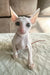 Adorable White Cornish Rex kitten from the Amulet | Cornish Rex Kitten collection