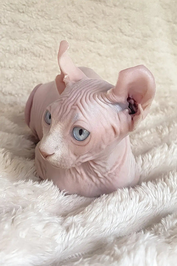 Amulet | elf sphynx kitten