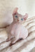 Amulet | elf sphynx kitten