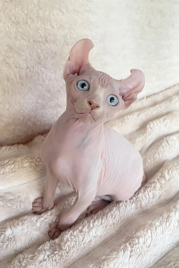 Amulet | elf sphynx kitten