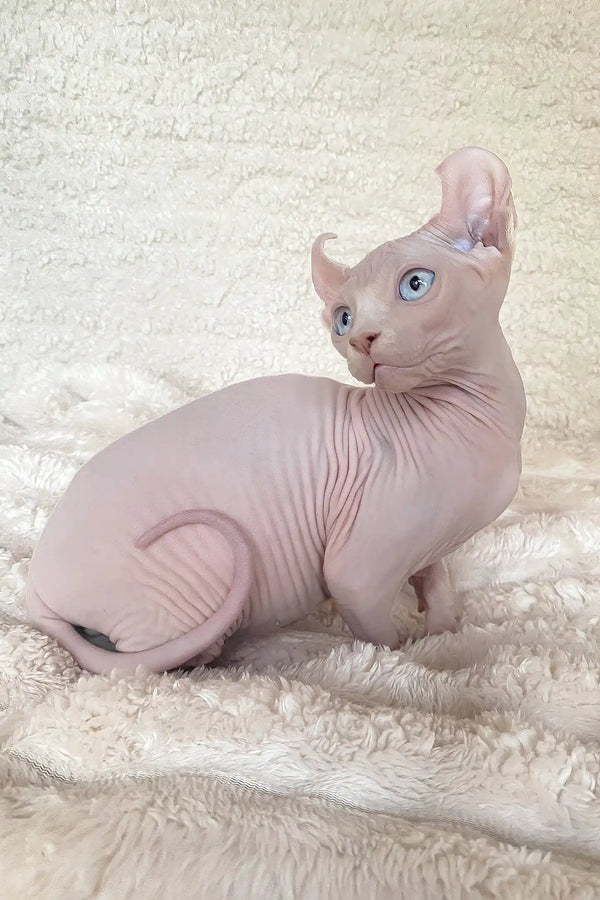 Amulet | elf sphynx kitten
