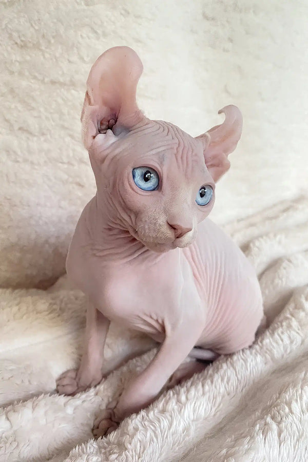 Amulet | elf sphynx kitten