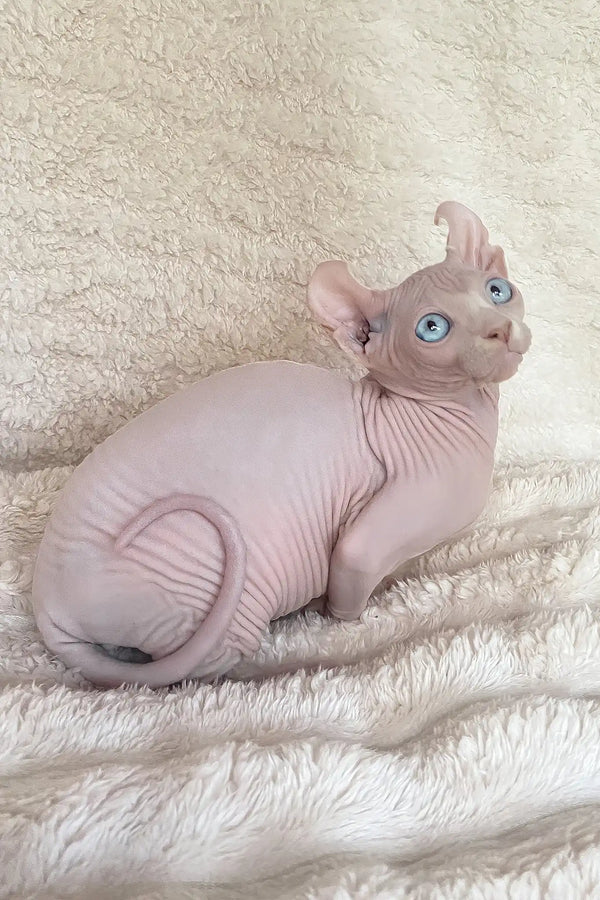 Amulet | elf sphynx kitten