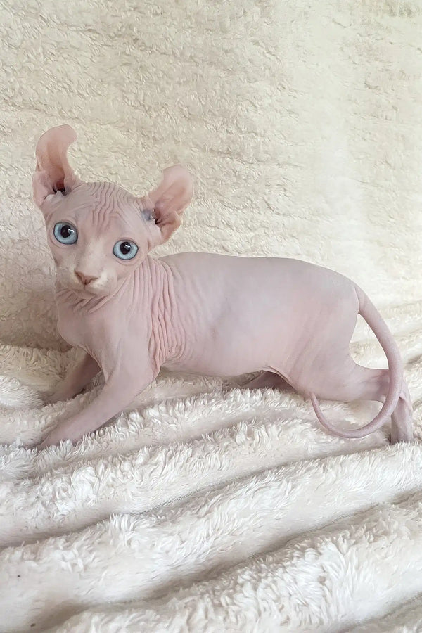 Amulet | elf sphynx kitten