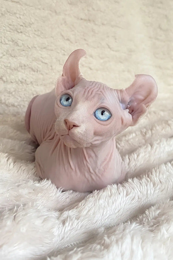 Amulet | elf sphynx kitten