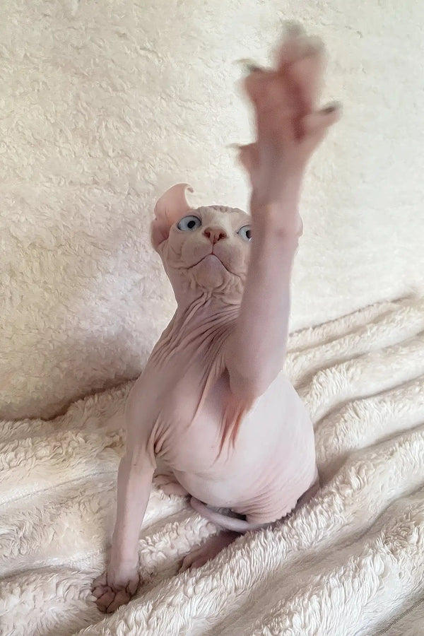 Amulet | elf sphynx kitten