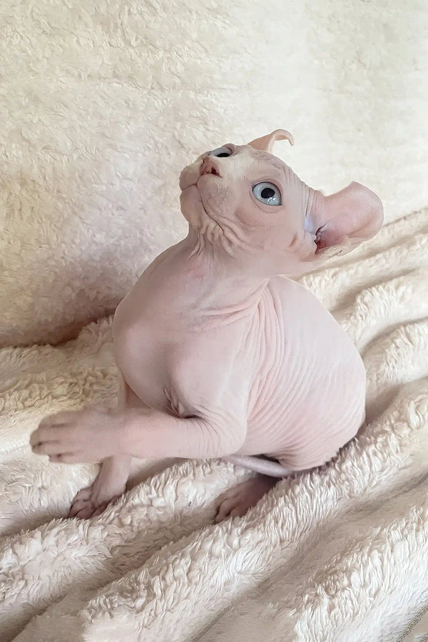 Amulet | elf sphynx kitten