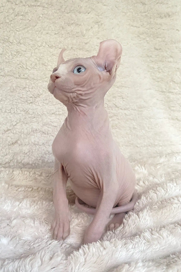 Amulet | elf sphynx kitten